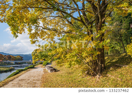 Autumn scenery of the Kamo River with yellow leaves 133237462