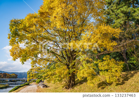 秋日鴨川，黃葉點綴其間，景色迷人。 133237463