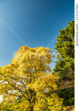 秋日鴨川，黃葉點綴其間，景色迷人。 133237464