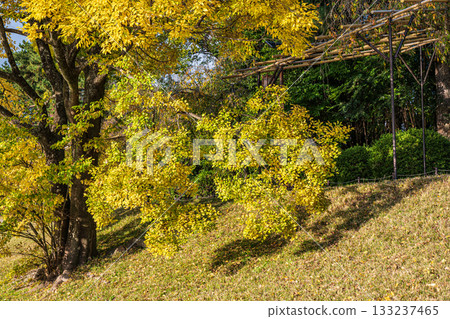 Autumn scenery of the Kamo River with yellow leaves 133237465