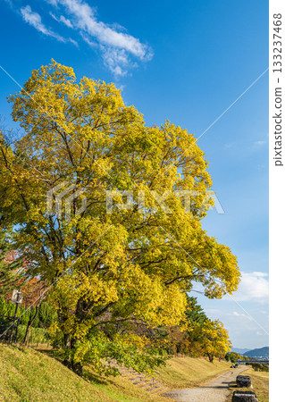 秋日鴨川,黃葉點綴其間,景色迷人。 秋日鴨川,黃葉點綴其間,景色迷人。 133237468
