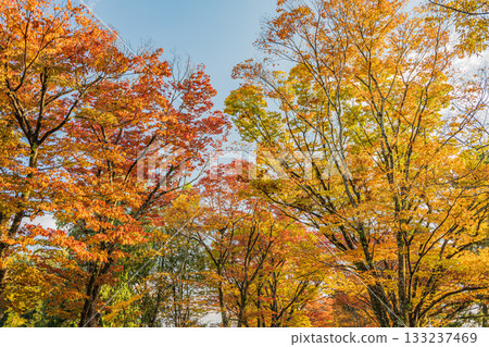 A row of Zelkova trees in front of the Kyoto Botanical Gardens, their leaves turning vibrant yellow A row of Zelkova trees in front of the Kyoto Botanical Gardens, their leaves turning vibrant yellow 133237469