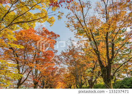 A row of Zelkova trees in front of the Kyoto Botanical Gardens, their leaves turning vibrant yellow A row of Zelkova trees in front of the Kyoto Botanical Gardens, their leaves turning vibrant yellow 133237471