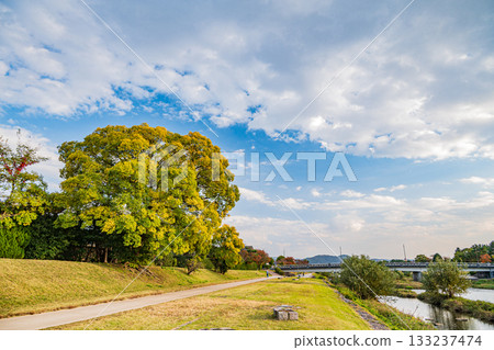 Autumn scenery of the Kamo River: Large trees with yellow leaves Autumn scenery of the Kamo River: Large trees with yellow leaves 133237474