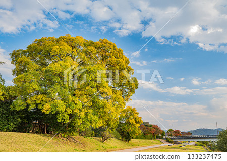 Autumn scenery of the Kamo River: Large trees with yellow leaves Autumn scenery of the Kamo River: Large trees with yellow leaves 133237475