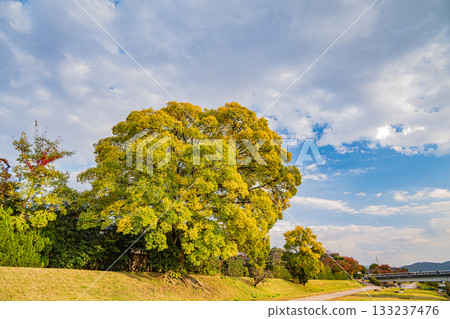 Autumn scenery of the Kamo River: Large trees with yellow leaves 133237476