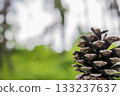 Close-up of pine cones and forest greenery, natural background, natural material 133237637