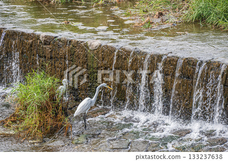 京都市鴨川大壩下，大白鷺正在捕食獵物 133237638