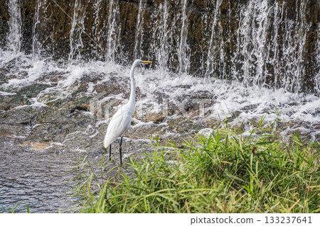 京都市鴨川大壩下,大白鷺正在捕食獵物 京都市鴨川大壩下,大白鷺正在捕食獵物 133237641