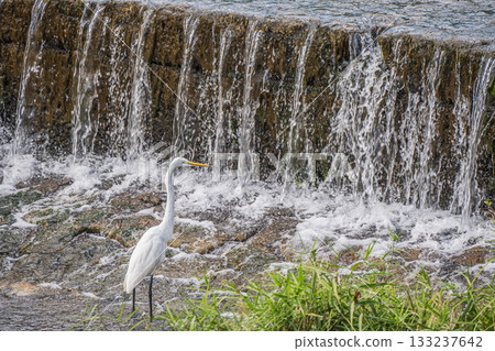 京都市鴨川大壩下,大白鷺正在捕食獵物 京都市鴨川大壩下,大白鷺正在捕食獵物 133237642