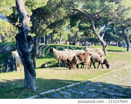 Grazing sheep　 133237693