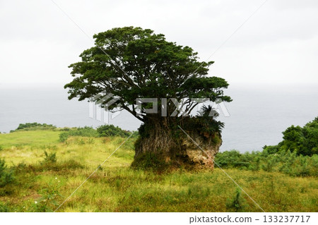 [Amagi Town, Amami Gunto National Park, Tokunoshima Island west coast, "Sky Gajumaru" grows wild on the East China Sea coastline] 133237717