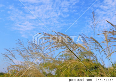 芒草、藍天、白雲 芒草、藍天、白雲 133237737