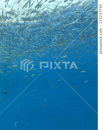 A school of grunt fish seen at Hakkeijima Sea Paradise 133237745