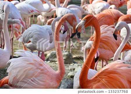 American flamingos at the zoo making a heart shape American flamingos at the zoo making a heart shape 133237768
