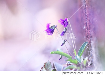 Beautiful background and small flowers 133237829