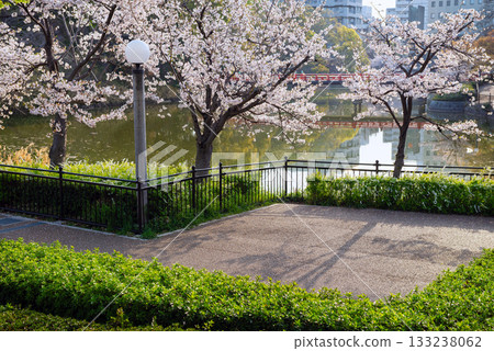 Tennoji Park in spring 133238062