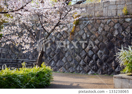 Tennoji Park in spring 133238065