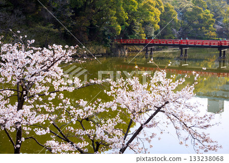天王寺公園的春天 133238068