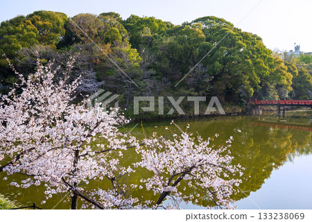 天王寺公園的春天 133238069