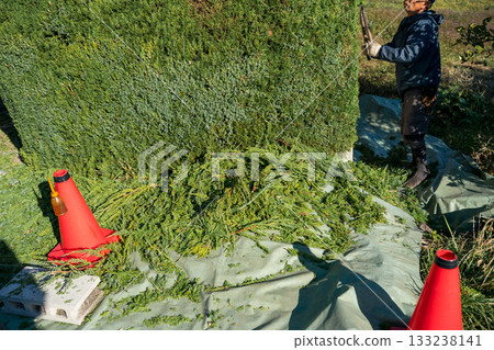 pruning, male, males 133238141