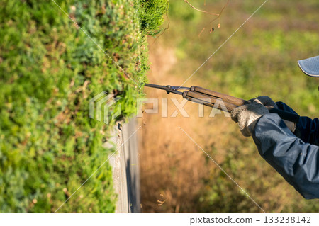 pruning, male, males 133238142