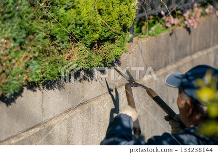 pruning, gents, male 133238144