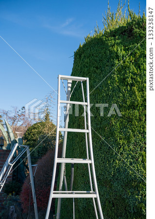 pruning, garden, master gardener 133238147