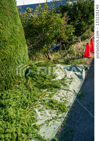 pruning, gardener, garden 133238148