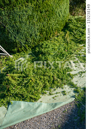 pruning, garden, earth's surface 133238149