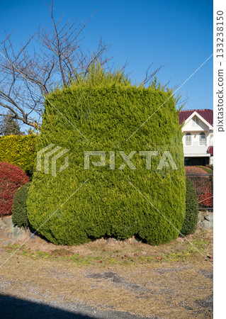 修剪 花園 院子 133238150