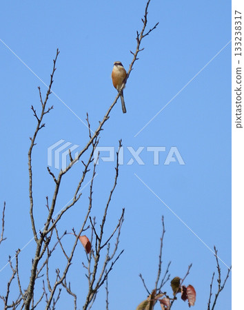 灌木鶯是一棵枯樹。 133238317