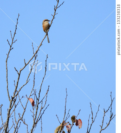 The bush warbler is a dead tree. The bush warbler is a dead tree. 133238318