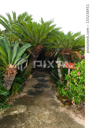 [Tokunoshima Town, Amami Gunto National Park, "Kanamizaki Cycad Tunnel" entrance] 133238451