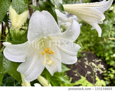 White lilies blooming in the garden after the rain White lilies blooming in the garden after the rain 133238605