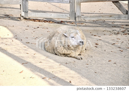 A sheep lying down and resting at the zoo A sheep lying down and resting at the zoo 133238607