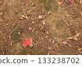 秋天的紅葉落在地上 133238702
