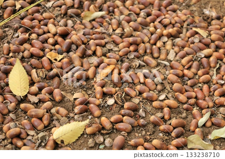 橡子散落在地上。 133238710