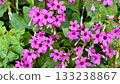 Pink Oxalis tuberosa and fresh green leaves 133238867