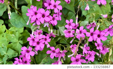 Pink Oxalis tuberosa and fresh green leaves Pink Oxalis tuberosa and fresh green leaves 133238867