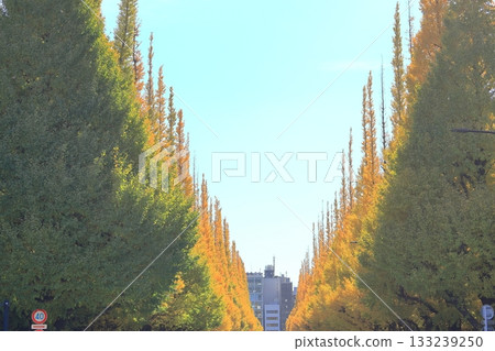 明治神宮銀杏在外面的花園裡排列著樹 133239250