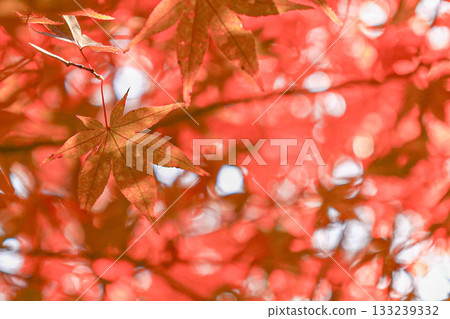 Momiji Momiji 133239332