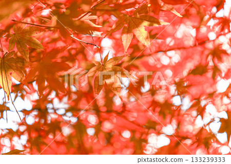 Momiji Momiji 133239333