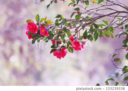 red camellia flower 133239336