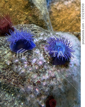 Nobly Anemone Nobly Anemone 133239350