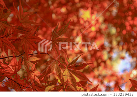 Momiji Momiji 133239432