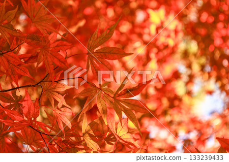 Momiji 133239433