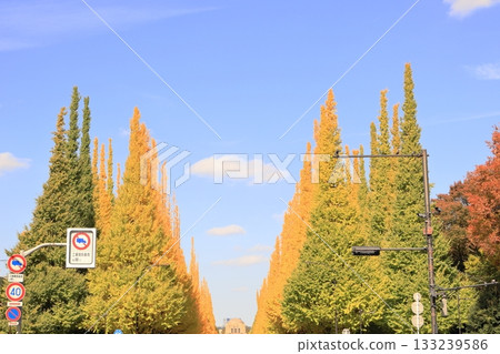 明治神宮銀杏在外面的花園裡排列著樹 133239586