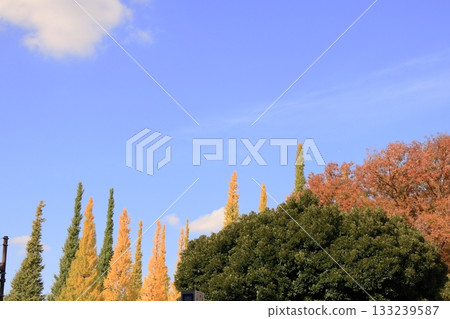 明治神宮銀杏在外面的花園裡排列著樹 133239587