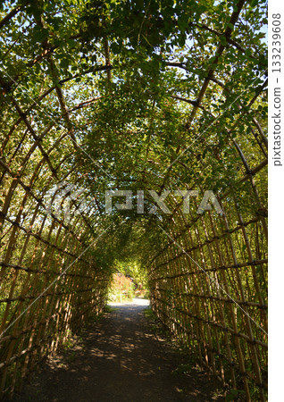 在萩的隧道，向島百花園 133239608